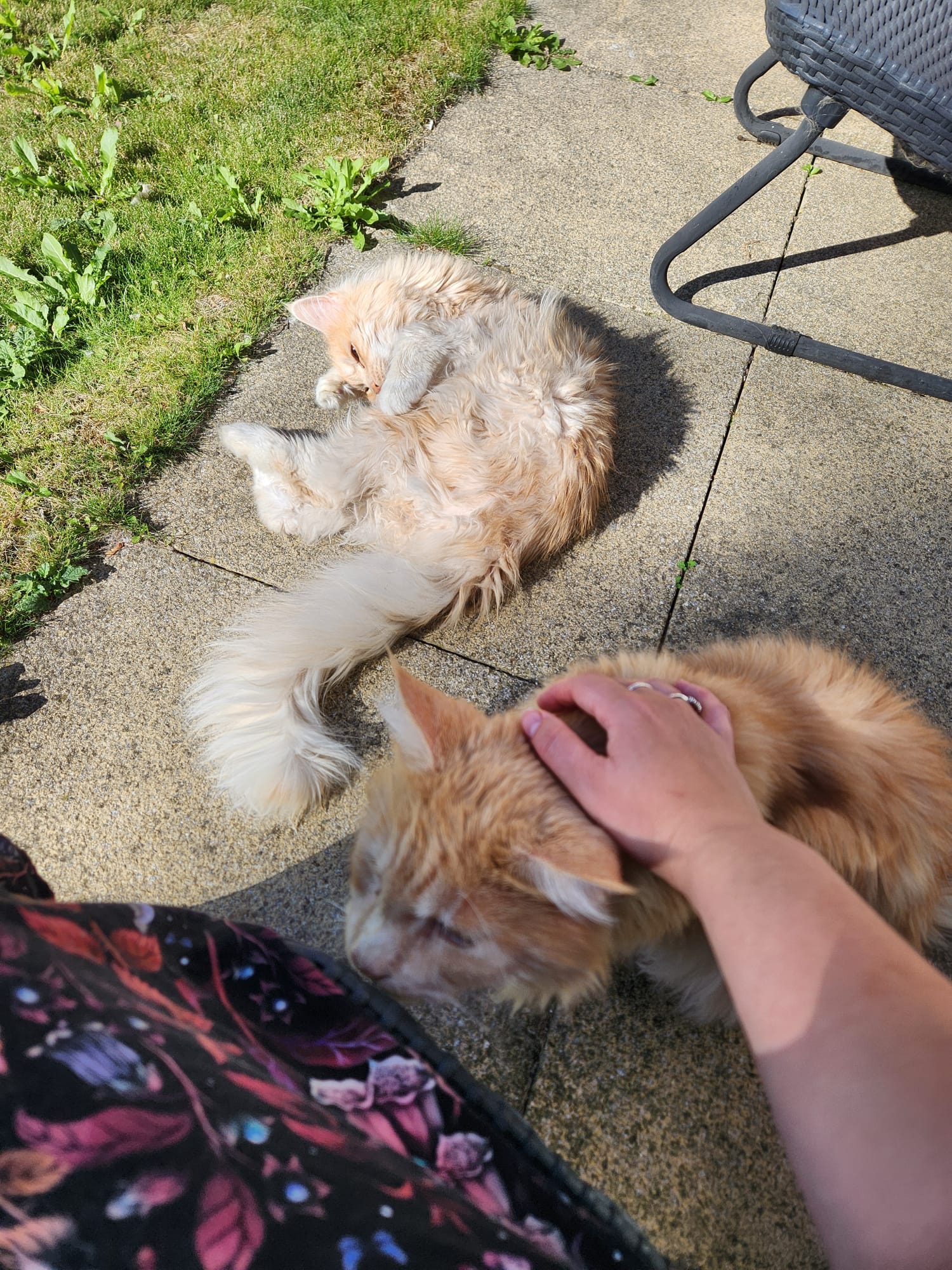 Ginger cats at home