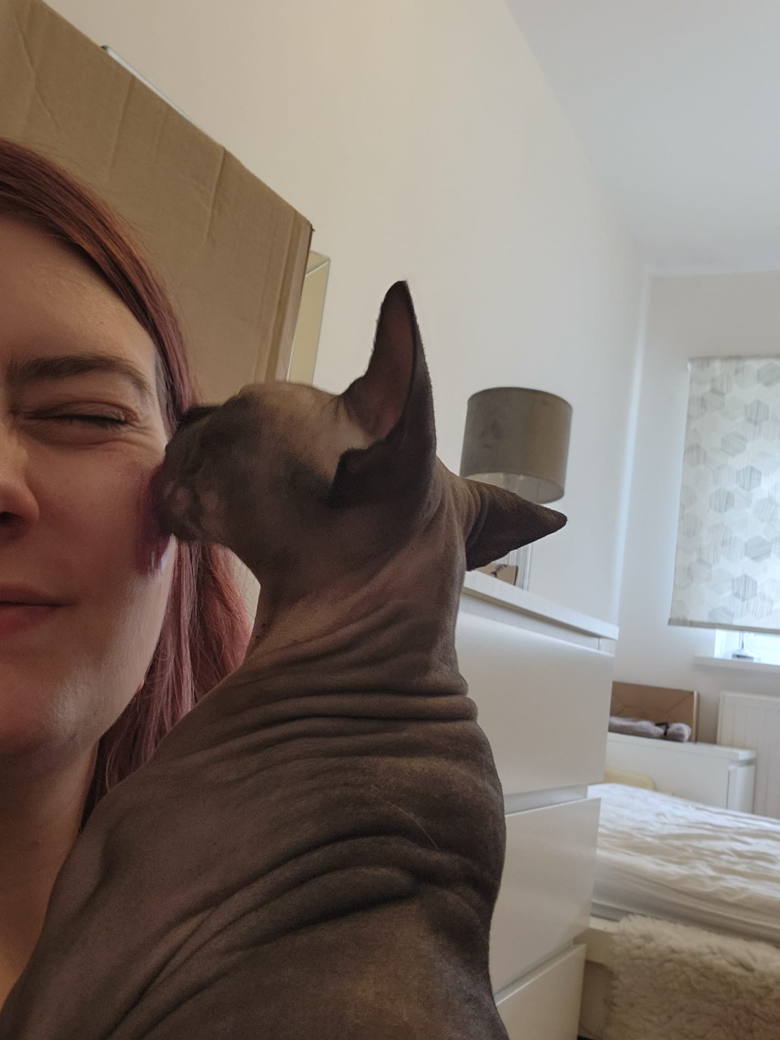 A sphynx cat being gently kissed on the head