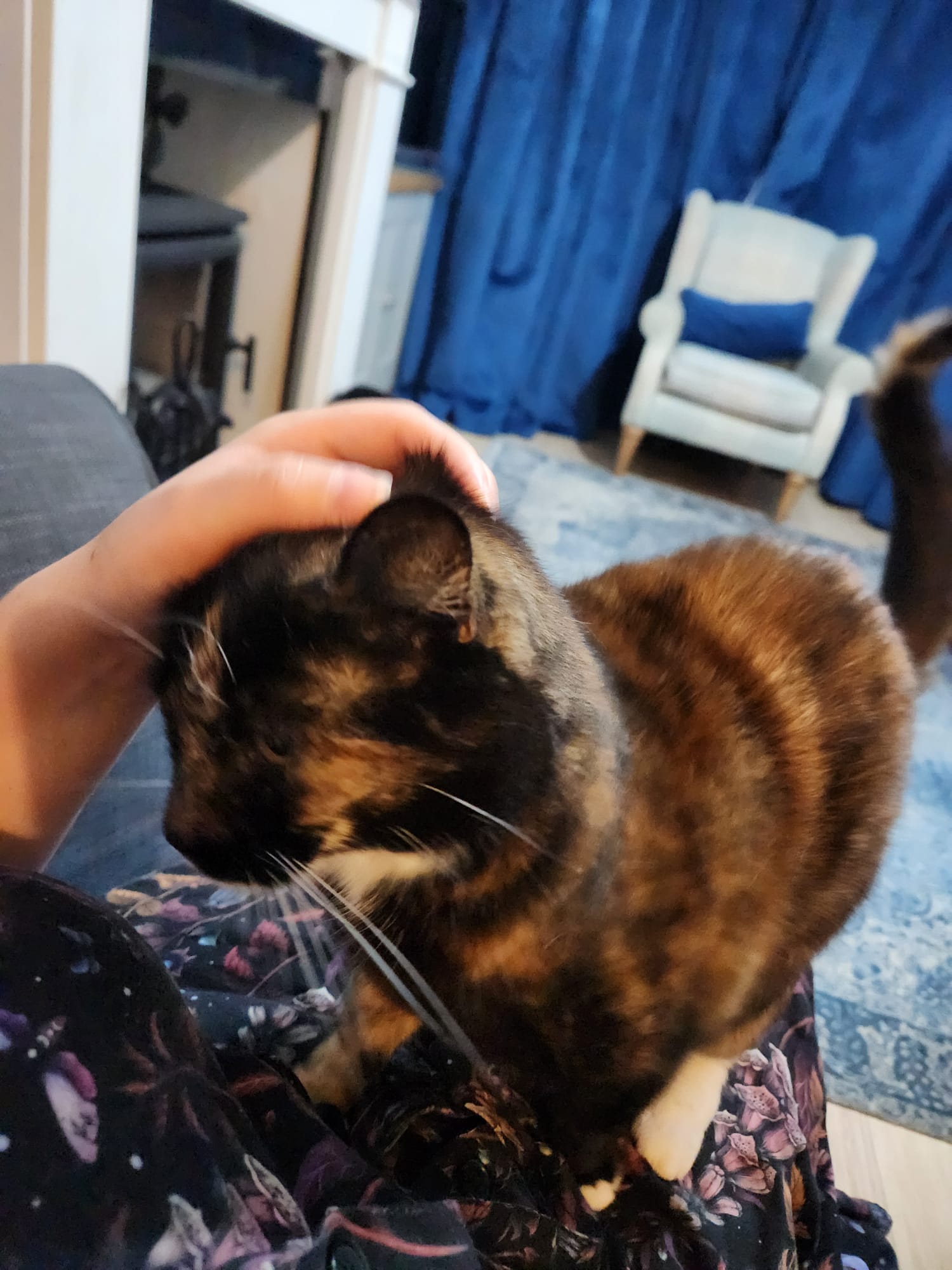 A tortoiseshell cat at home